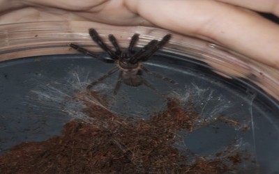 Lampropelma Nigerrium poss female tarantula